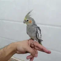 عروس هلندی