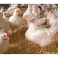 مرغ مادر نژاد هلندی