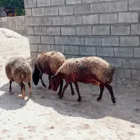 میش داشتی جوان