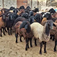 بره فروشی رو ب روی خبر نگاران