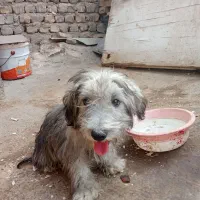 سگ فروشی سه ماهه
