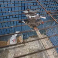 فنچ