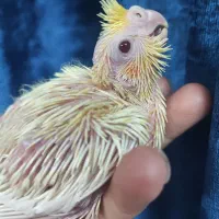 جوجه عروس هلندی دستی