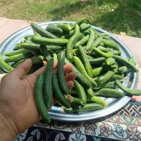 خیار بوته‌ای باغی (مخصوص خیارشور و تازه خوری)