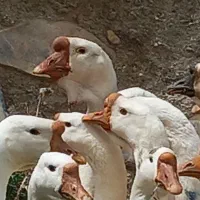 قوقاز|حیوانات مزرعه|بروجرد, |دیوار