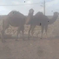 شتر