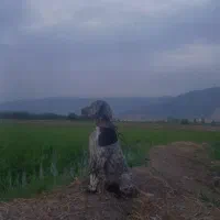 سگ شکاری