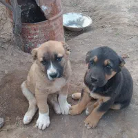 ‌واگذاری‌توله سگ خراسانی‌ومادرش