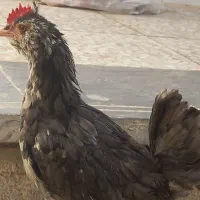 خروس گلین ریشی قلم سیاه