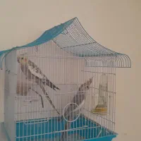 یک جفت عروس هلندی