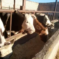 گوساله ماده