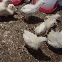 جوجه گوشتی