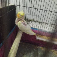 جوجه سرلاکی لوتینو