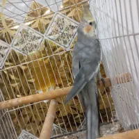 عروس هلندی نر سخنگو