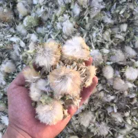 خار مریم علف تازه و سر گل مفت جهت عرق گیری