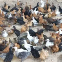 جوجه بوغلمون جوجه مرغ وخروس محلی