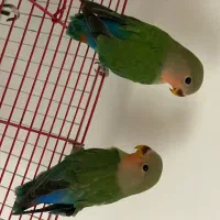 طوطی برزیلی نر وماده دوماهه
