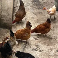 مرغ و خروس