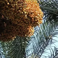 خارک برحی
