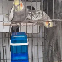 مولد جفت مولد طوسی گلباقالی