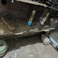قفس پرنده