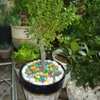 گل در خانه شبانه روزی انواع گل اپارتمانی