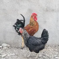خروس چهل تاج درشت