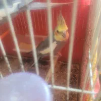 عروس هلندی نر