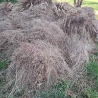 علف گوسفند