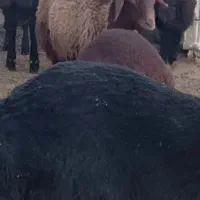 بره نر چاق