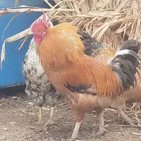 خروس چاق