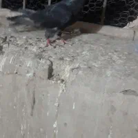 زاغ چش نوک