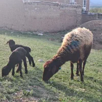گوسفند دوقولو زا