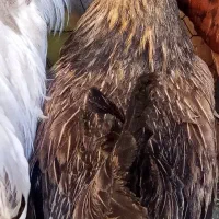 مرغ جوان