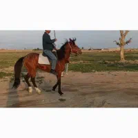 اسب ترکمن