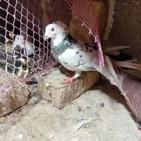 کفتر|پرنده|مشهد, شهرک بهارستان|دیوار