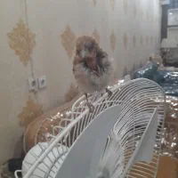 سهره