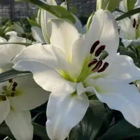 فروش رز هلندی و ریز بار لوکس