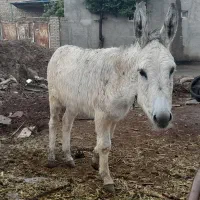 فروش کره الاغ و سگ باهم