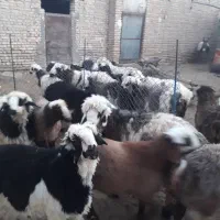 فروش ۱۵۰ راس بره سبک زیرجفتی ۸۰کیلو