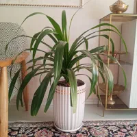 گل طبیعی آفوربیا، پاندانوس