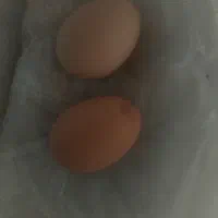 تخم مرغ محلی