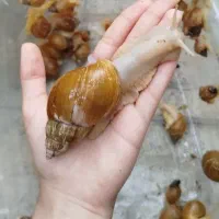 حلزون