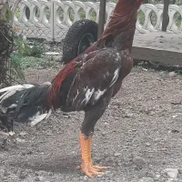 لاری|پرنده|رشت, عینک|دیوار