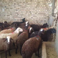 ۶۵ راس بره مناسب پروار