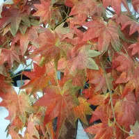 گل مصنوعی|گل مصنوعی|تهران, سجاد|دیوار