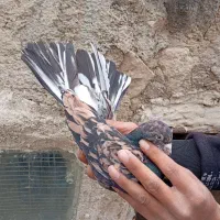 سرور فروشی