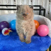 بچه. گربه. نژادار. قیمت مناسب