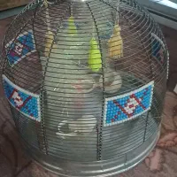 قفس نو