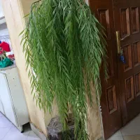 درختچه بید مصنوعی